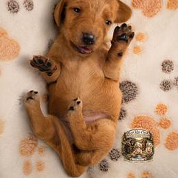 Ember - Red female Dachshund puppy in Greenfield, Ohio from Buck Run Creek Dachshunds