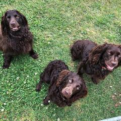 Boykin Spaniels from Tabby’s Sweet Boykins
