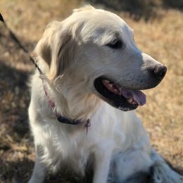 MoMo - Golden Retriever