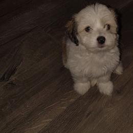 Grogu - White male Havanese puppy in Granger, Indiana from Melissa's Havanese