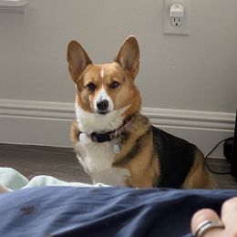 Blosaom - Pembroke Welsh Corgi