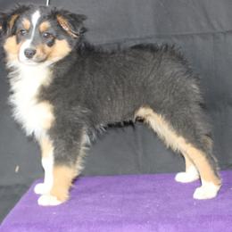 Miniature American Shepherd Puppies from Fuzzbottom Miniature American Shepherd