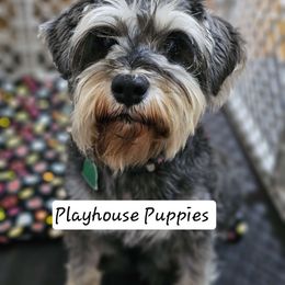 Nova - Miniature Schnauzer