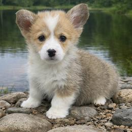 Benny - Sable and white male American Corgi puppy in Missouri from Country Legends Aussies & Corgis