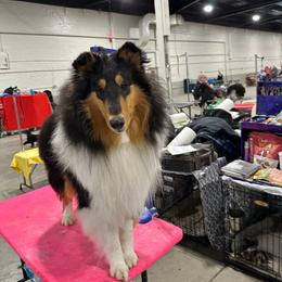 Twisted - Collie