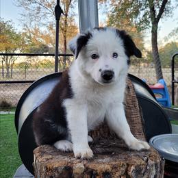 Swan - Black and white male Border Collie puppy in Morgan, Texas from Shooting Star Ranch