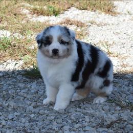 Hamish - Blue merle male Australian Shepherd puppy in Jameson, Missouri from Sky Creek