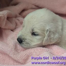 Purple Girl - Light golden female Golden Retriever puppy in Peoria, Arizona from Nordic Woof's Golden Retrievers