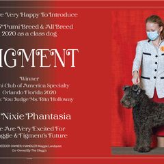 Pumi All Grown Up from Nixie Kennels