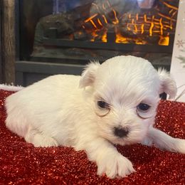 Nicholas - White male Maltese puppy in Polo, Missouri from Purely Maltese