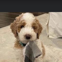 Goldendoodle and Poodle Puppies from CharleighRae Poodles and Doodles