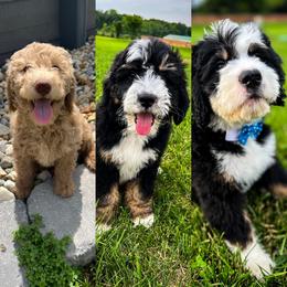 Dachshund, Goldendoodle, and Sheepadoodle Puppies from Doodles & Doxies
