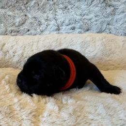 Orange Collar Male - Black and white male Staffordshire Bull Terrier puppy in Princeton, Minnesota from Thor’s Beagles & Maha’s Staffy