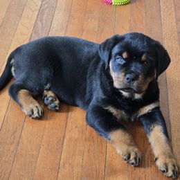 Pink - Black and mahogany female Rottweiler puppy in Clarksburg, West Virginia from Vom Peiffley Rottweilers, LLC