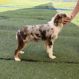 Moe - Red merle male Miniature American Shepherd puppy in Garysburg, North Carolina from Schaefer's Miniature American Shepherds