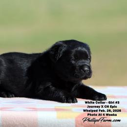 Journey - White Collar Girl - Black female Labrador Retriever puppy in Point, Texas from Lakylu Kennels