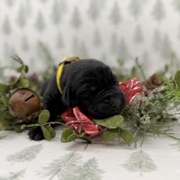 Male - Black male Labrador Retriever puppy in Sherrard, Illinois from Gochee Labs