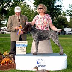German Wirehaired Pointer All Grown Up from WyoWires German Wirehaired Pointers