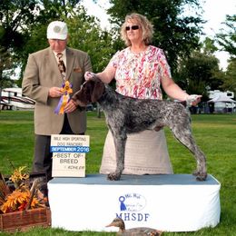 German Wirehaired Pointer All Grown Up from WyoWires German Wirehaired Pointers