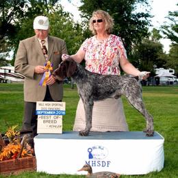 German Wirehaired Pointer All Grown Up from WyoWires German Wirehaired Pointers