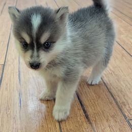 DxL B1 - Blue male Pomsky puppy in Charlotte, Michigan from Moore Pomskies
