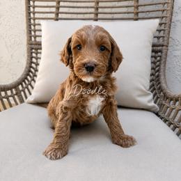 Wilder - Apricot male Goldendoodle puppy in Gilbert, Arizona from Doodle Bliss