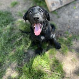 Labrador Retriever Puppies from Wings of Freedom Retrievers