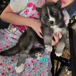 Cali - Agouti and white female Siberian Husky puppy in Meridian, Mississippi from JJ's Huskies
