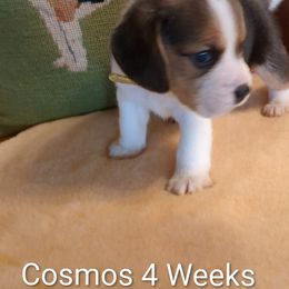 Cosmos is my new name - Black tan and white male Beagle puppy in Jerome, Missouri from Beam's Beagles