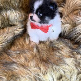 Roger - Tri-colored male Pomeranian puppy in Milwaukee, Wisconsin from Dolcebellezza’s Poms