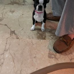 Boston Terrier Puppies from Our Gang Bostons