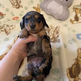Daisy - Dapple female Dachshund puppy in Springfield, Tennessee from Savannah’s Doxie Palace