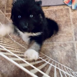 Finn - Black tan and white Siberian Husky puppy in Udall, Kansas from Arctic Circle Kennels