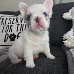 Draco Malfoy - White male French Bulldog puppy in Franklinton, North Carolina from Sweet Carolina Kennel
