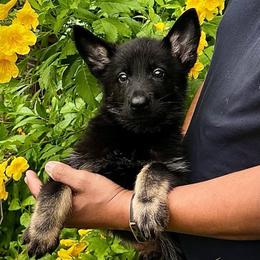Chaos - Bi-color female German Shepherd puppy in San Antonio, Texas from CISCOK9