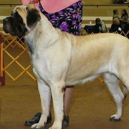 Mastiffs from Looking Glass English Mastiffs