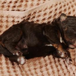 Alix - female Australian Mountain Doodle puppy in Spanish Fork, Utah from Little Puppy Co.