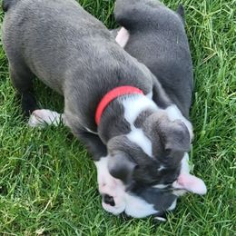 Boston Terrier Puppies from Sooner Bred Bostons