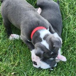Boston Terrier Puppies from Sooner Bred Bostons