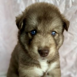 Siberian Husky Puppies from Southern Siberian Huskies of SW Florida