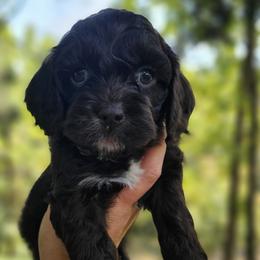 Green Male - Brown and white male Cockapoo puppy in Mocksville, North Carolina from Hunting Creek Kennels & Farm