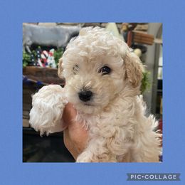 Boy 2 - Cream Poodle puppy in Prosperity, Pennsylvania from Sturmwolke German Shepherds