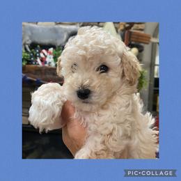 Boy 2 - Cream Poodle puppy in Prosperity, Pennsylvania from Sturmwolke German Shepherds