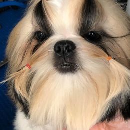 Shih Tzu Puppies from All That