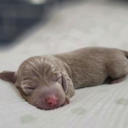 Blitzen - Fawn (isabella) and tan male Dachshund puppy in Tucson, Arizona from Sweet as Honey Weenies