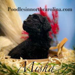 Misha - Black female Poodle puppy in Greenville, North Carolina from Grace Poodles