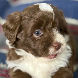 Tibs - Red male Aussiedoodle puppy in Arrington, Tennessee from Tumblin T Aussies and Aussiedoodles