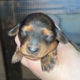 Alena - Red female Dachshund puppy in Goldthwaite, Texas from Mini Mama Dachshunds