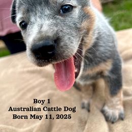 Mississippi Boy 1 - Blue male Australian Cattle Dog puppy in Summit, Mississippi from Mars Hill Cattle Dogs