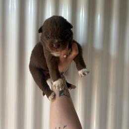 Blue - Red and white male Siberian Husky puppy in Jonesborough, Tennessee from Dry Creek Siberians